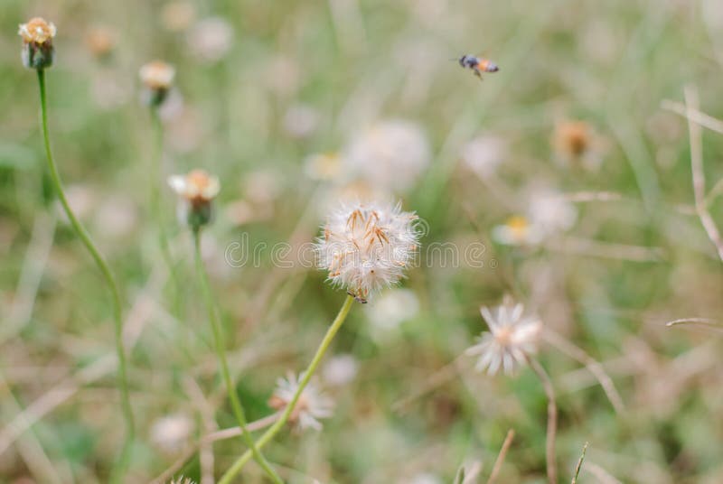 Flower plant grass weed stock image. Image of grass, plant 54725461