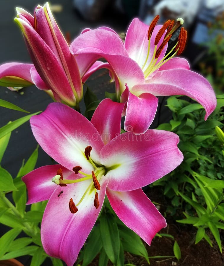 Flower, Lily, Plant, Pink Picture. Image 100633914