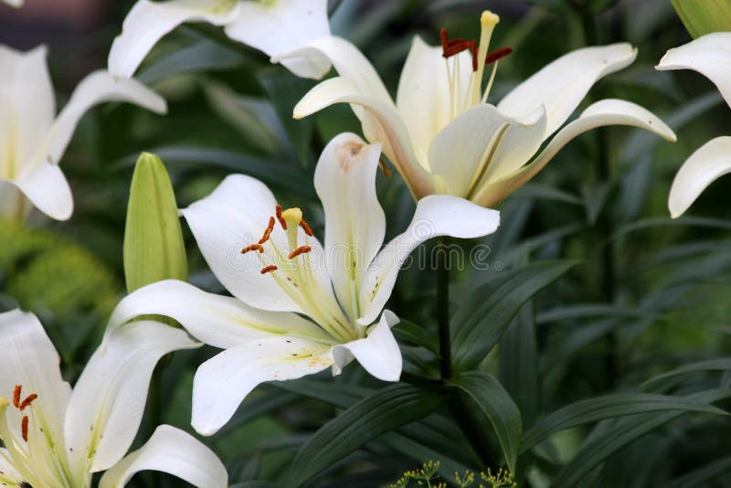 Flower, Plant, Lily, White Picture. Image 118242976