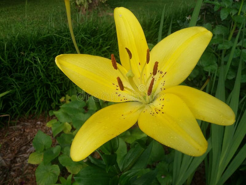 Flower, Plant, Lily, Yellow Picture. Image 126020590