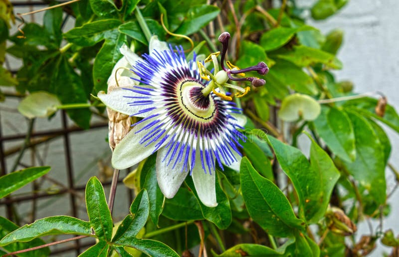 Flower, Plant, Passion Flower, Passion Flower Family Picture. Image