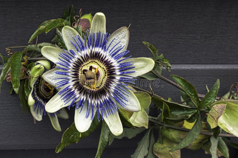 Flower, Plant, Passion Flower, Passion Flower Family Picture. Image