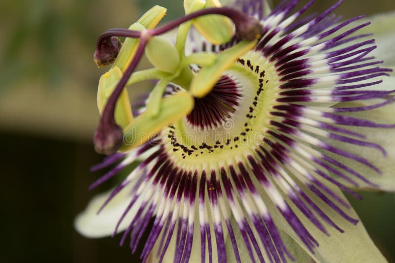 Flower, Plant, Passion Flower, Passion Flower Family Picture. Image