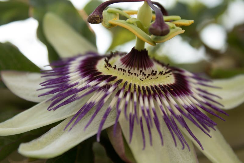 Flower, Plant, Passion Flower, Passion Flower Family Picture. Image