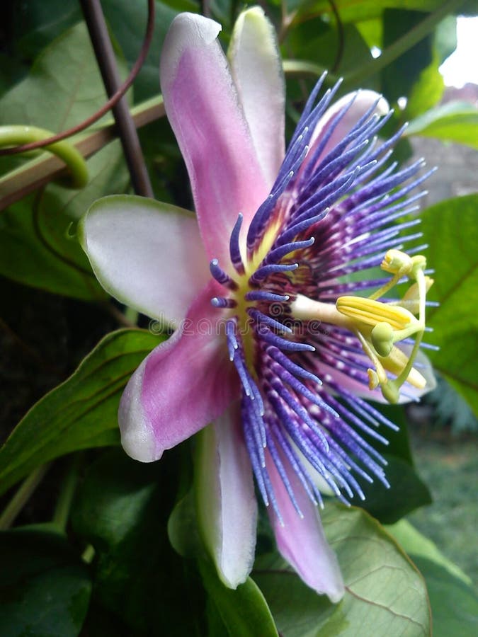 Flower, Plant, Passion Flower Family, Passion Flower Picture. Image
