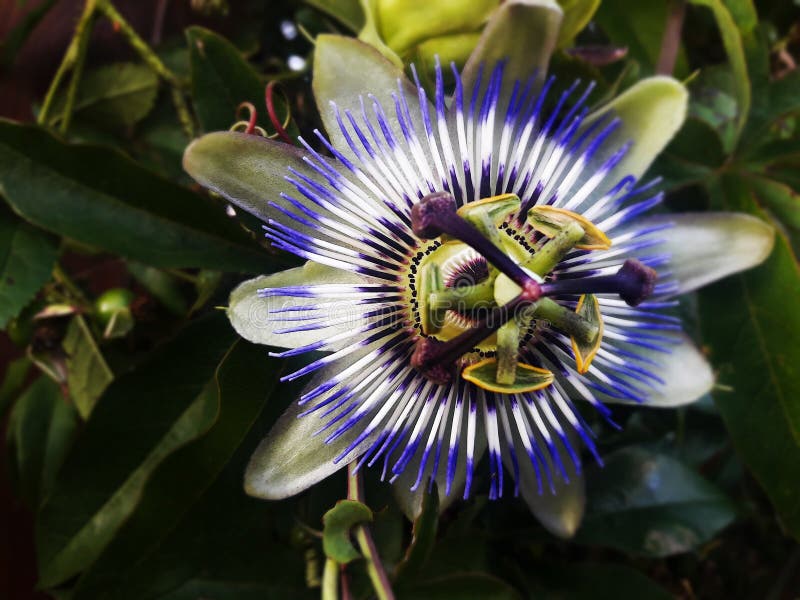 Flower, Plant, Passion Flower, Passion Flower Family Picture. Image