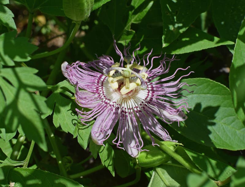 Flower, Plant, Passion Flower, Purple Passionflower Picture. Image