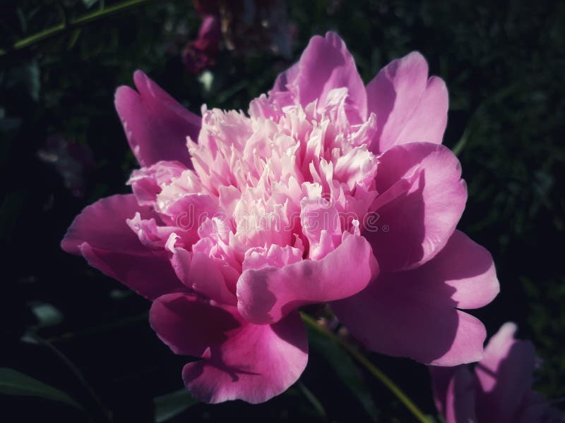Flower Plant Pink Peony Picture Image 136081190