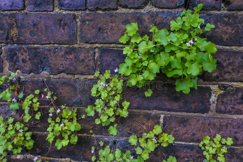 Growing Plants On Brick Wall Stock Photo Image of cement, ecology