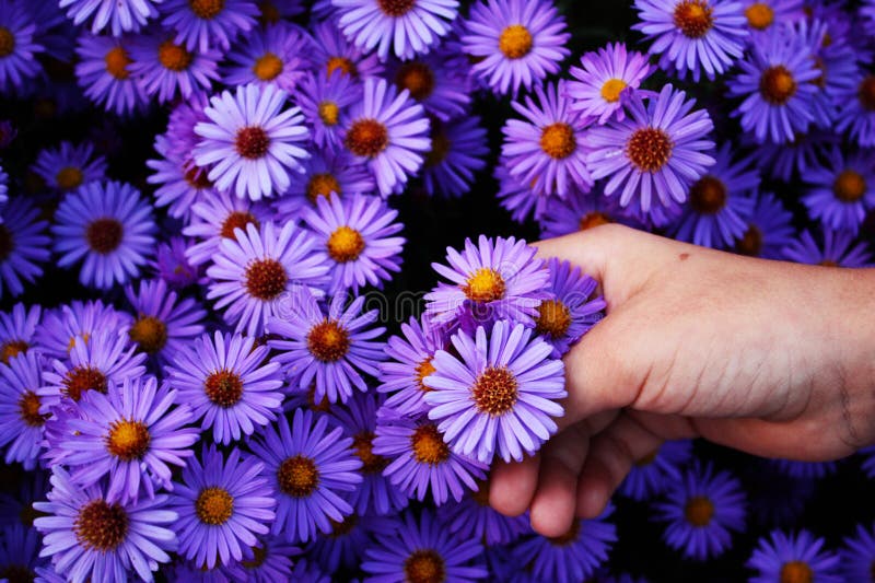 Flower plucking stock photo. Image of competition, choose 9231646