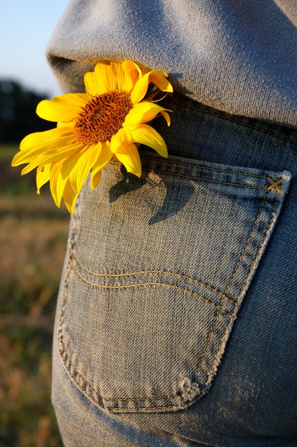 Flower in the pocket stock image. Image of yellow, back 1153465