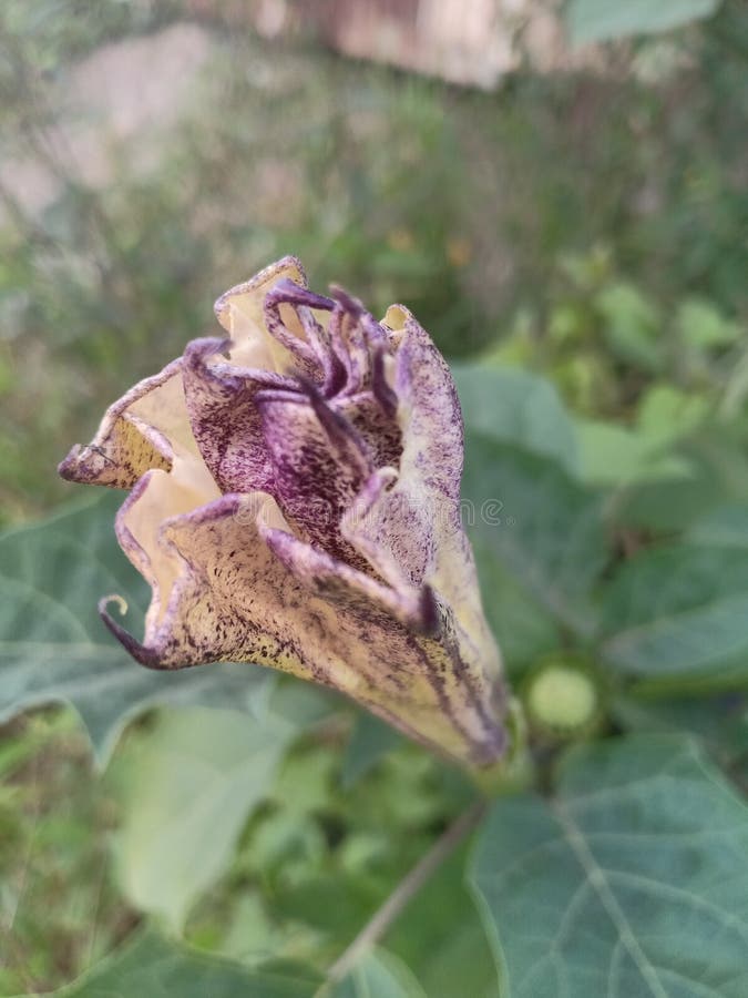 The Flower of the Poisonous Fruit Stock Image Image of fruit, invertebrate 261652997