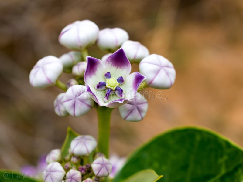 Flower stock photo. Image of poisonous, flower, plants 126864432