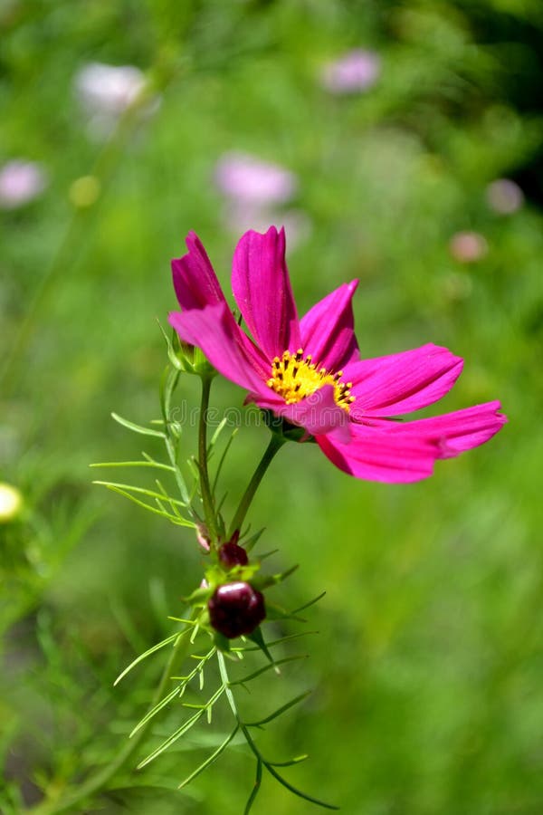 Flower, Poland stock photo. Image of popular, pink, poland 101351788