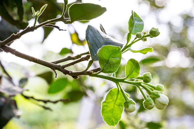 Flower of pomelo stock image. Image of grapefruit, flora 73279693