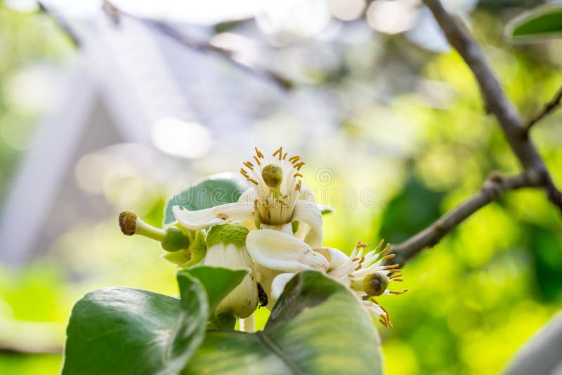 Flower of pomelo stock photo. Image of nature, flower 73281626