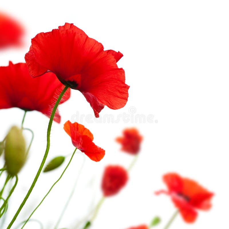 flower, Poppy isolated on white background