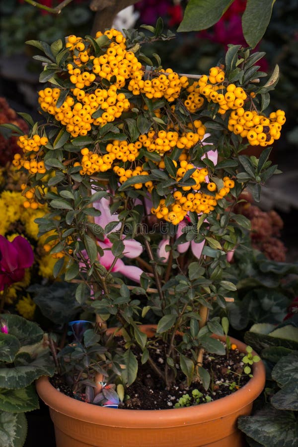 Flower pot with beautiful wild flower in it stock photography Flower pot with beautiful wild flower in it stock photography