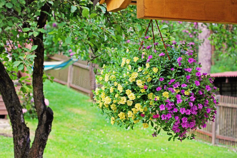 Flower pot with colorful petunia hanging in backyard