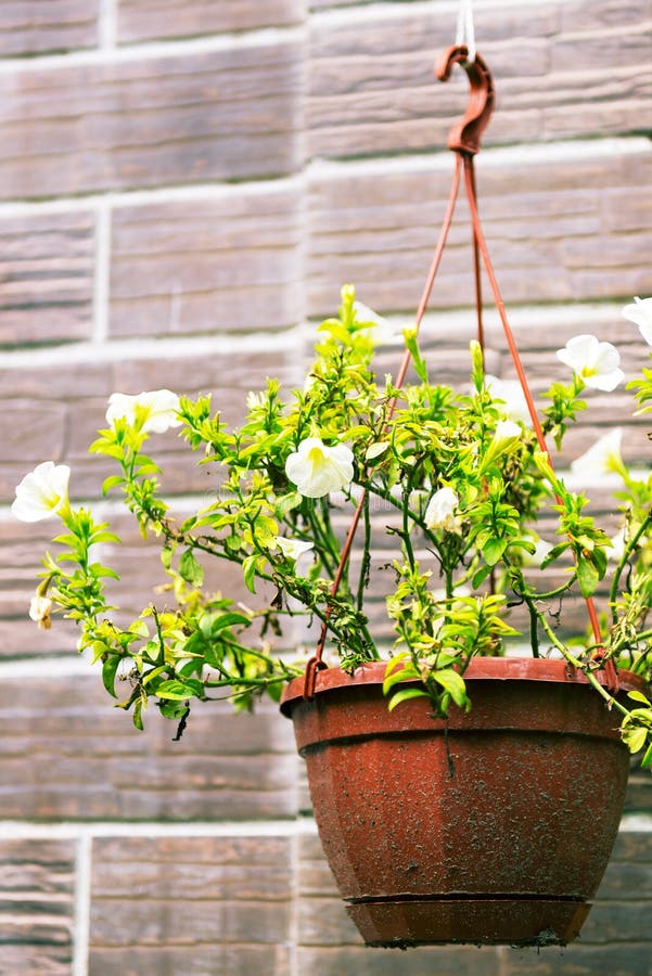 Flower Pot Hanging on the Wall Stock Photo Image of design, flower