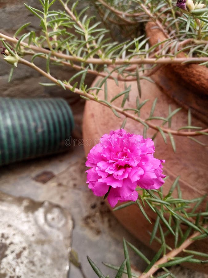 Flower Pot in India on Flower Stock Photo Image of plant, tree 218925782