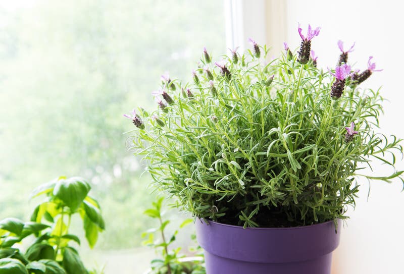 Flower pot of Spanish lavender stock photography Flower pot of Spanish lavender stock photography