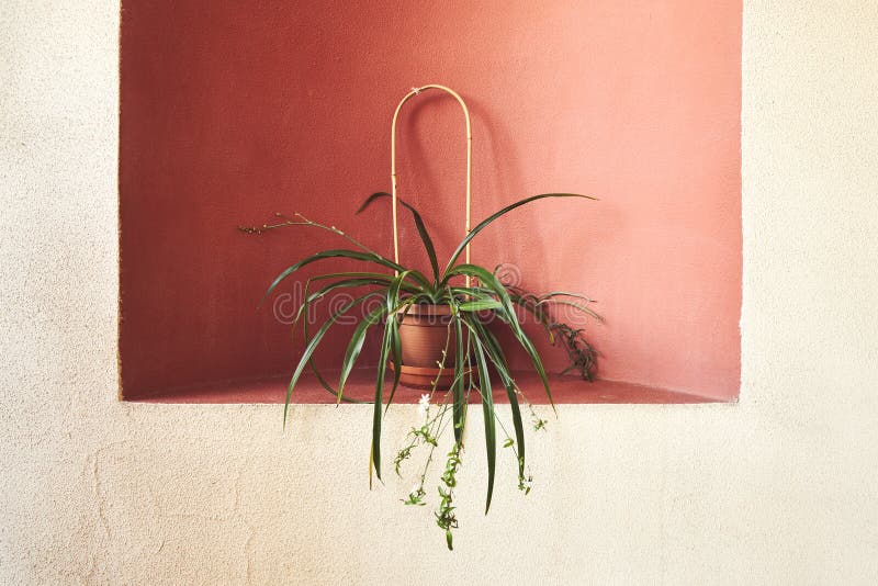 Flower in a Pot Stands in a Niche in the Wall of the House Stock Image