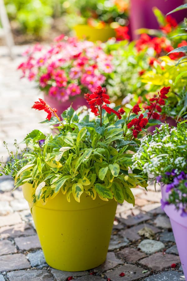 15+ Flower pots terrace Free Stock Photos StockFreeImages