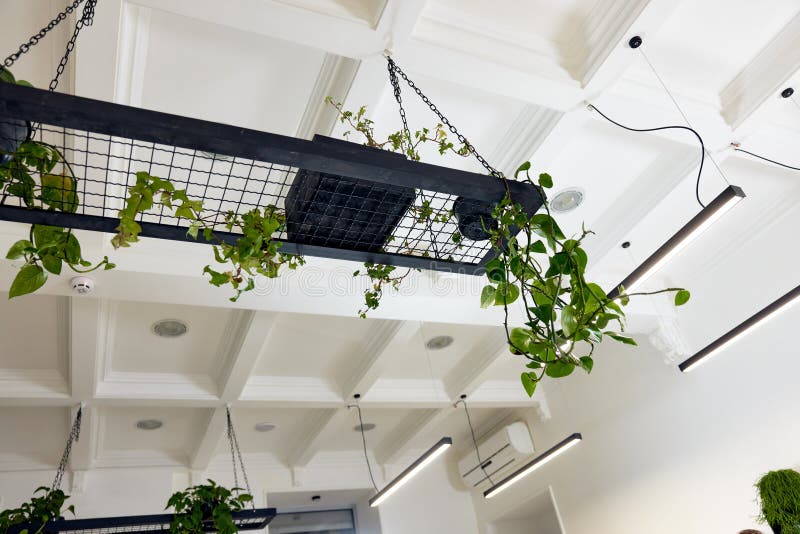 Flower Pots with Green Plants Hanging from the Ceiling Stock Image