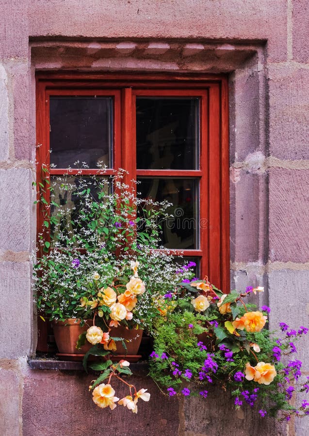 flower pots with roses and small climbing plants against of a large window with an old red wooden frame
