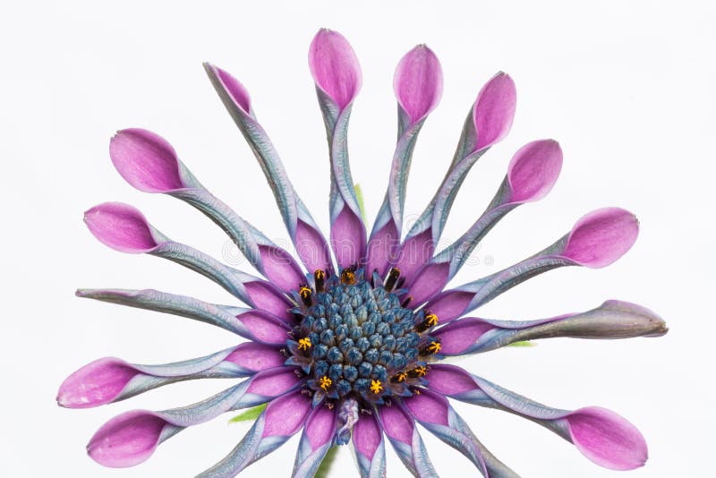 Propellerlike Flower in a Wild Autumnal Field Stock Photo Image of