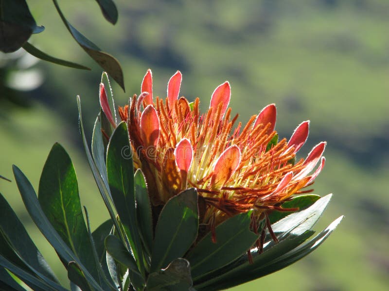 Flower Of Protea, South Africa Stock Photo Image of blossom, plant