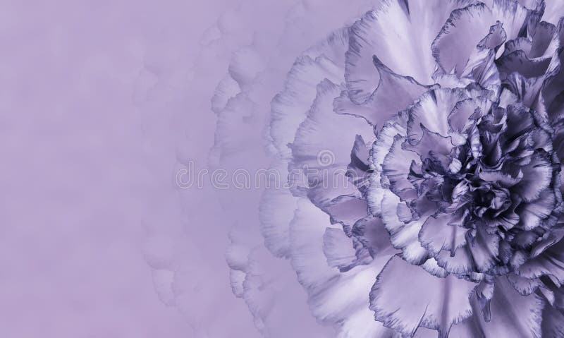 A flower of a purple carnation on a violet monophonic background. Close-up. Floral background for a postcard.