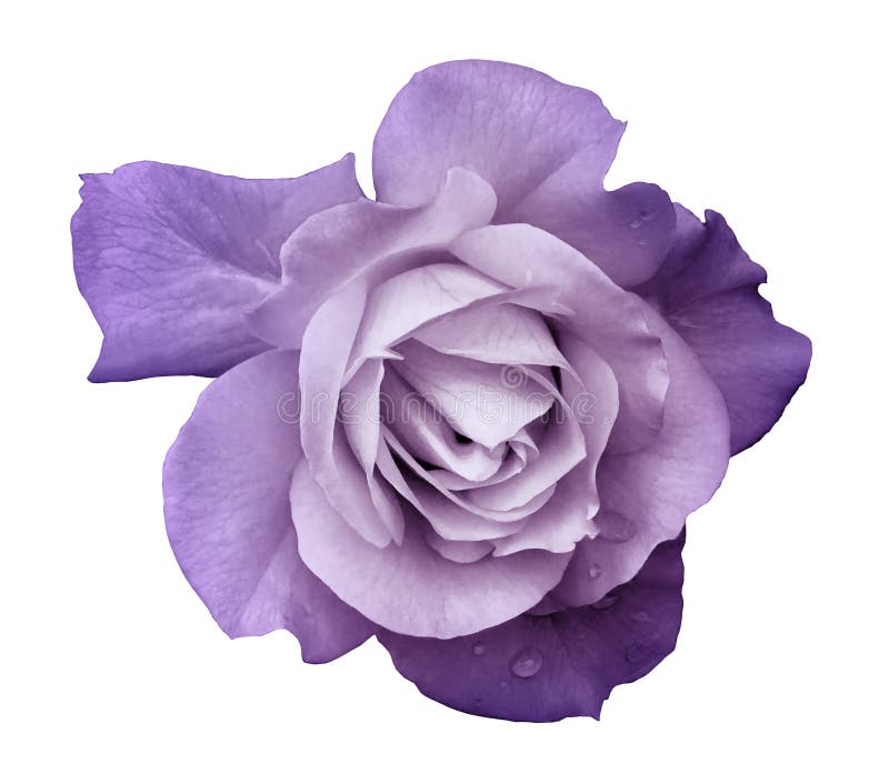 Flower purple rose on a white isolated background with clipping path. no shadows. Closeup. For design, texture, borders, frame