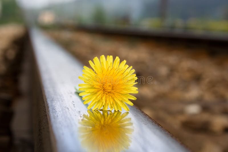 Flower on rail tracks