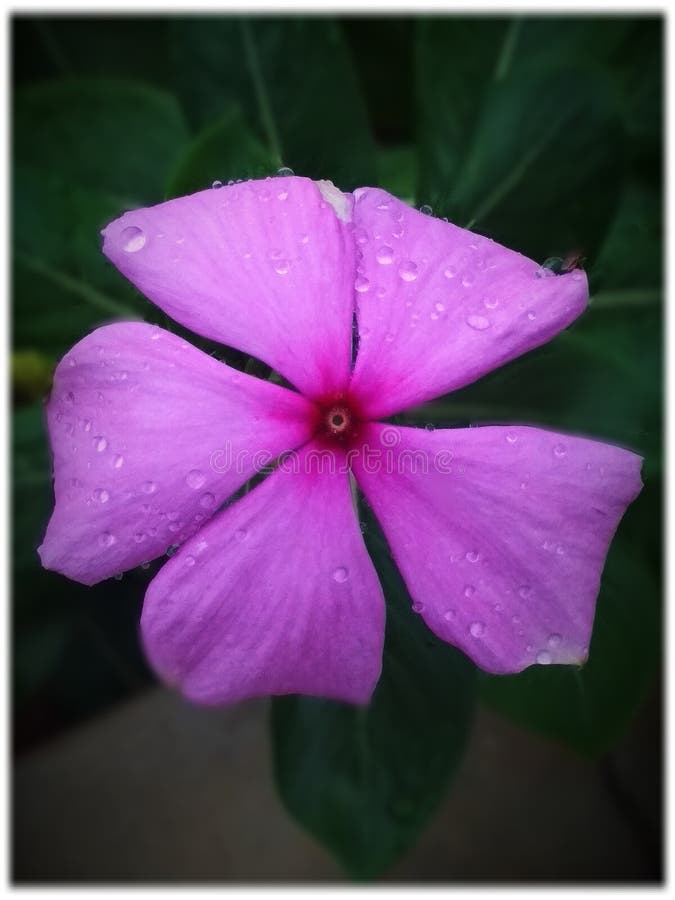 Flower rain drop pink stock photography
