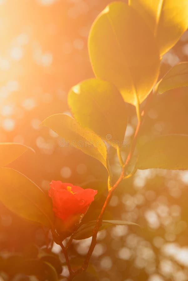 Fiore rosso con foglie verdi, dopo la pioggia, può essere utilizzato per il mobile wallpaper.