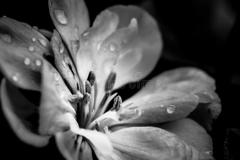 Flower with raindrops stock image. Image of flower, flora 59436927