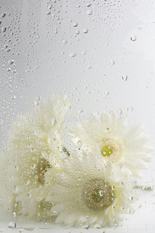 Flower and Raindrops on the Glass Stock Image - Image of nature, bubble:  150646533