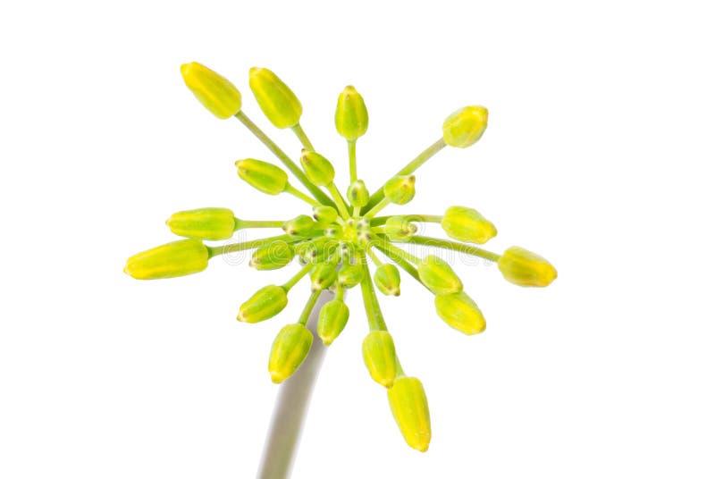 Flower of a rapeseed, isolated