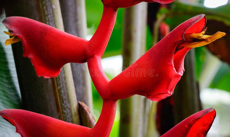 Flower of Ravenala Madagascariensis Stock Photo - Image of flower, circle:  97525928