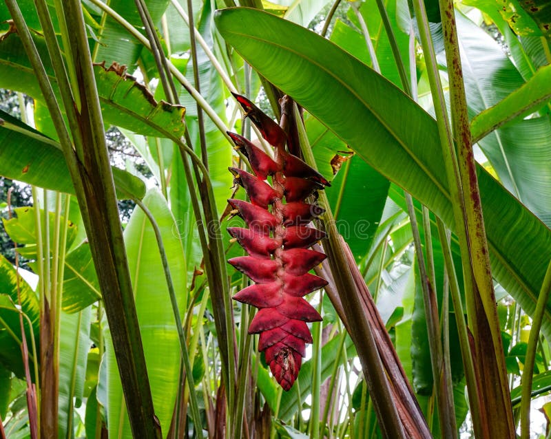 Flower of Ravenala Madagascariensis Stock Photo - Image of leaf, pattern:  97525378