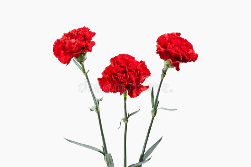 Flower. Red Carnations Bouquet Stock Image Image of flower, blooming