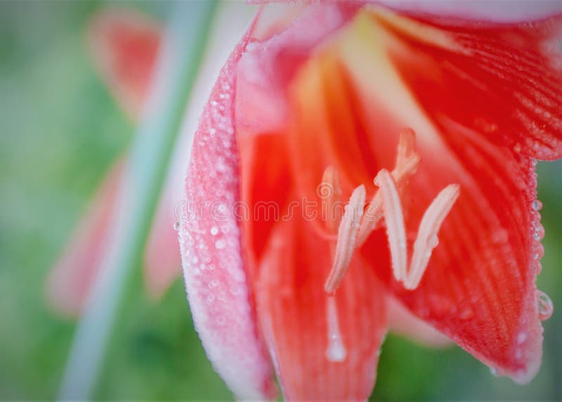 A flower of a red lily on a background of plants and other flowers with beautiful highlights. royalty free stock images A flower of a red lily on a background of plants and other flowers with beautiful highlights. royalty free stock images