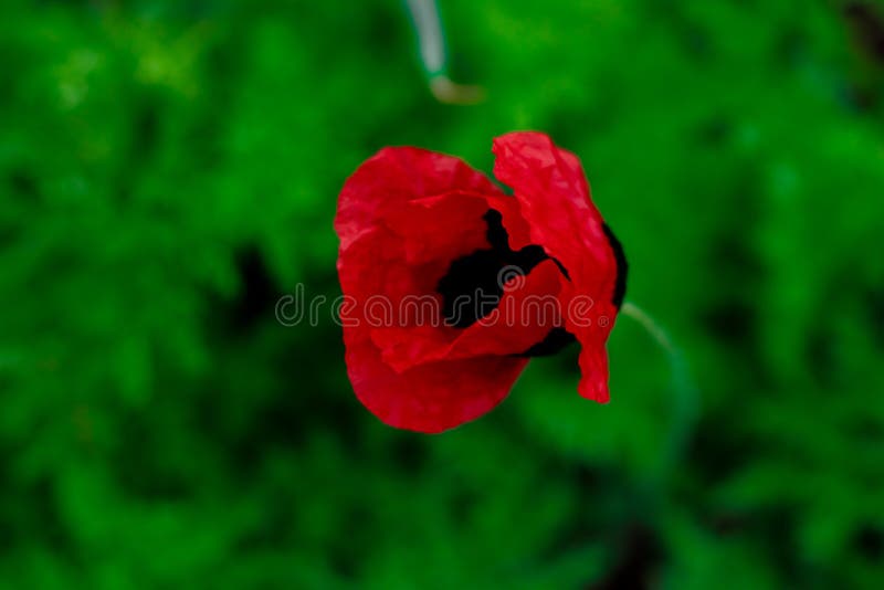 Flower Red Mac on the Green Background Stock Photo Image of large