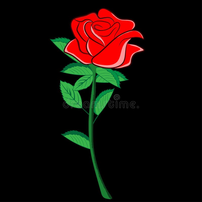 Flower Red Rose Isolated Black Background Color Stock Illustration ...