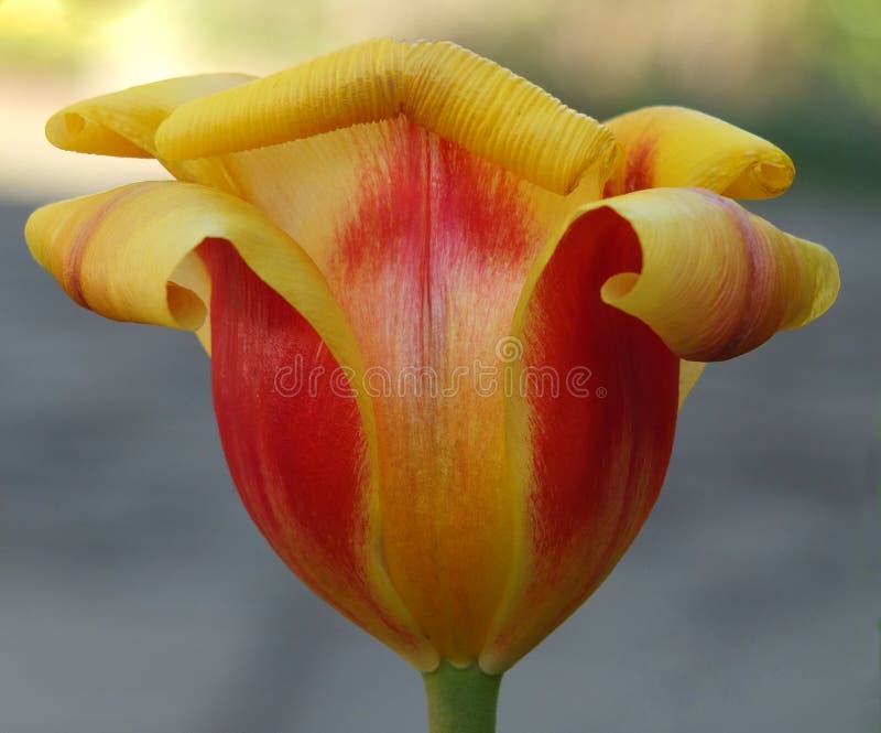 Close up of the flower of a red and yellow parrot tulip with petals characteristically curling back