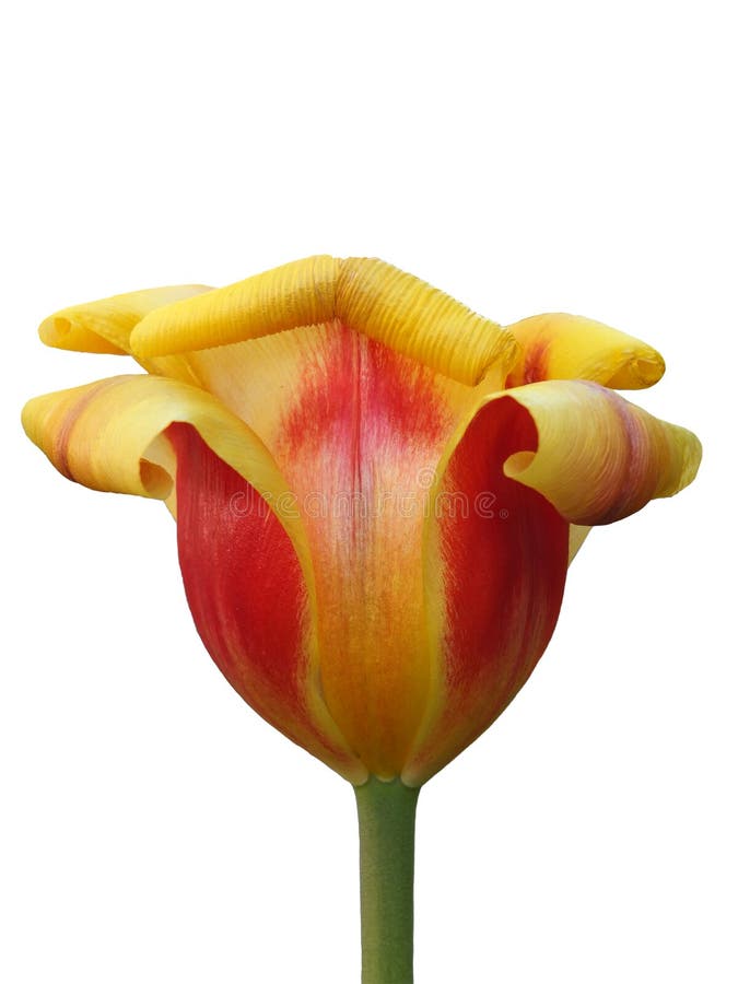 A close up of the flower of a red and yellow parrot tulip with petals characteristically curling back isolated on white