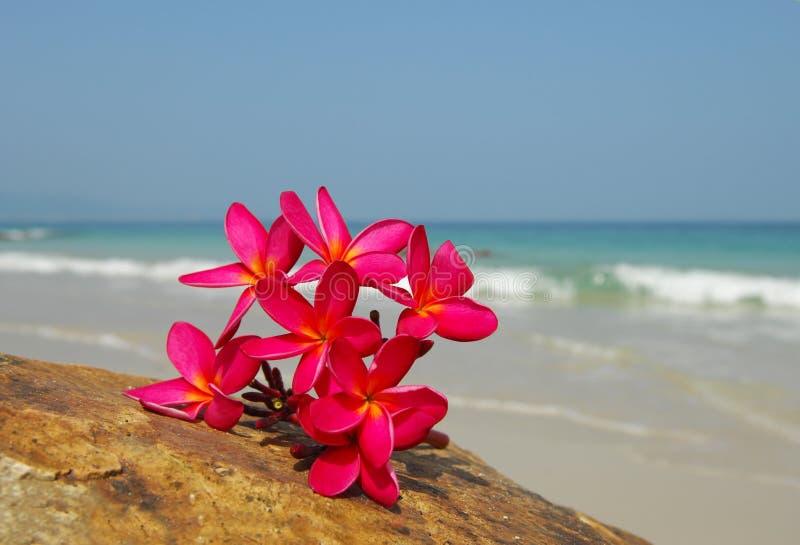 Flower on reef stock image. Image of bottle, bali, leaf 7309773