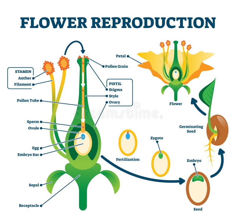 Flower Reproduction Vector Illustration. Labeled Process of New Plants ...